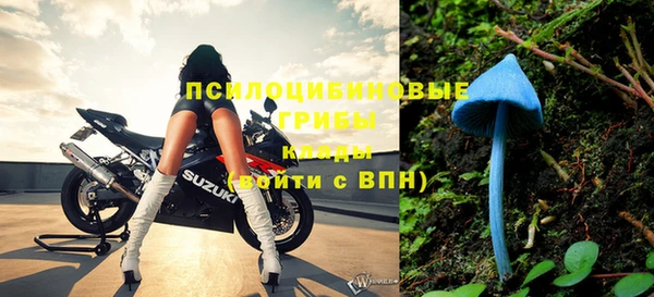 прущие грибы Дубна